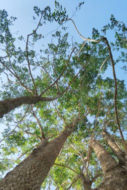 Doğanın arka planına sahip büyük ağacı düzenle