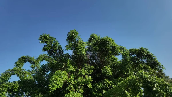 Krajina Velký Strom Přírodou Pozadí — Stock fotografie