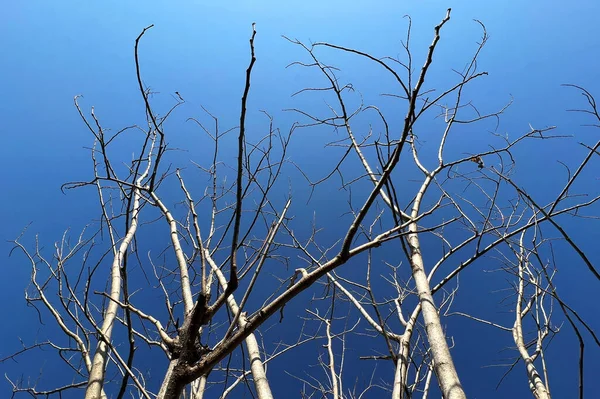 Branches Dry Tree Blue Sky Background — Stock Fotó