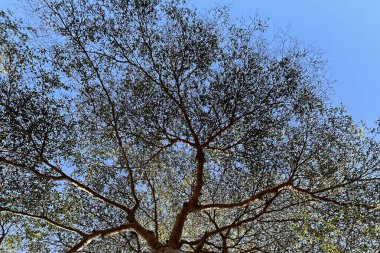 Doğanın arka planına sahip büyük ağacı düzenle