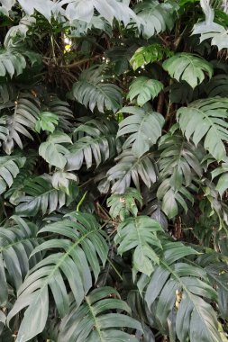 Bahçede yeşil yaprağı olan bir ağaca yakın.