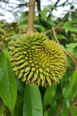 Bir dala asılı duran genç Durian meyvesine yaklaş.