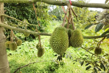 Bir dala asılı duran genç Durian meyvesine yaklaş.