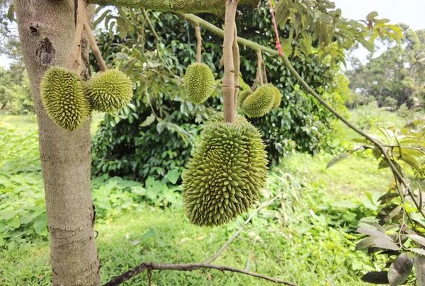 Zbliżenie Młodych Owoców Duriana Wiszących Gałęzi — Zdjęcie stockowe