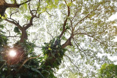 Doğanın arka planına sahip büyük ağacı düzenle