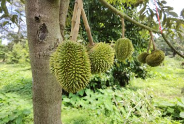 Bir dala asılı duran genç Durian meyvesine yaklaş.