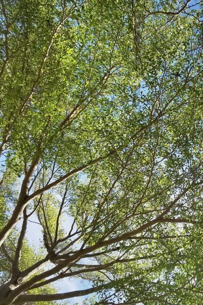 Landskap Det Stora Trädet Med Naturen Bakgrund — Stockfoto