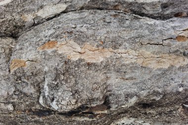 Arkaplan için eski ahşap dokuyu kapat                                         