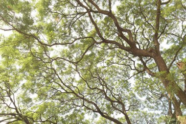 Doğanın arka planına sahip büyük ağacı düzenle