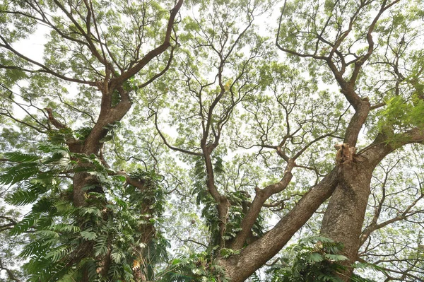 Landschaft Der Große Baum Mit Naturhintergrund — Stockfoto