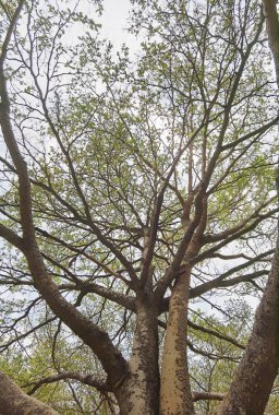 Doğanın arka planına sahip büyük ağacı düzenle