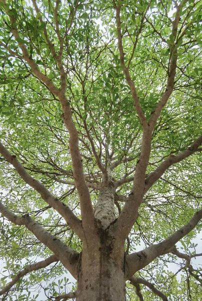 Paisagem Árvore Grande Com Fundo Natureza — Fotografia de Stock