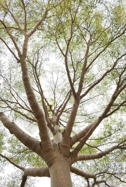 Пейзаж Велике Дерево Фоном Природи — стокове фото