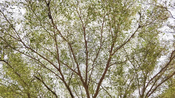 Krajobraz Duże Drzewo Tłem Natury Zdjęcie Stockowe