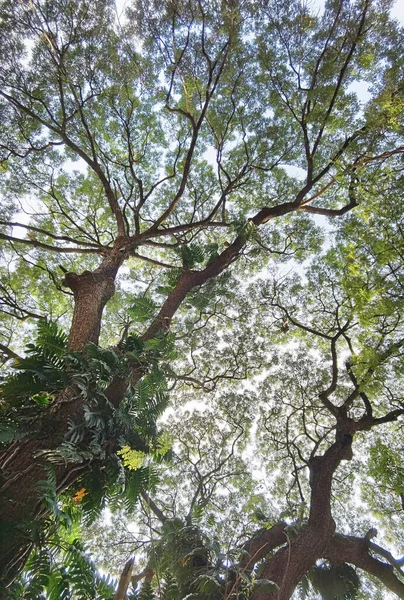 Paisagem Árvore Grande Com Fundo Natureza — Fotografia de Stock