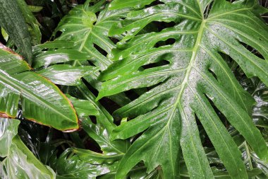 Bahçede yeşil yaprağı olan bir ağaca yakın.