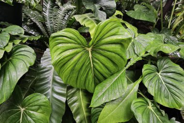 Bahçede yeşil yaprağı olan bir ağaca yakın.