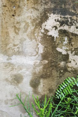 çimento duvar arka plan üzerinde yeşil yaprakların yakın