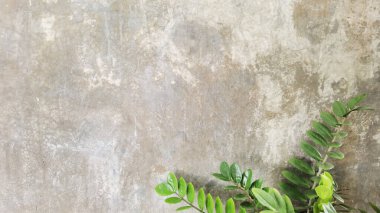çimento duvar arka plan üzerinde yeşil yaprakların yakın
