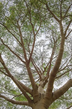 Doğanın arka planına sahip büyük ağacı düzenle