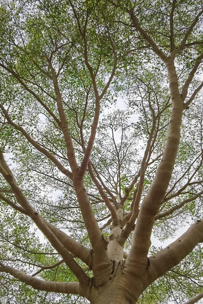 Doğanın arka planına sahip büyük ağacı düzenle