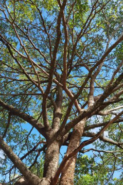 Doğanın arka planına sahip büyük ağacı düzenle