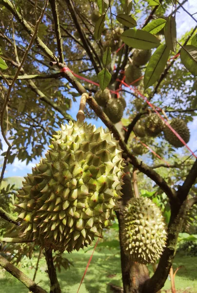 Close Durians Hanging Tree — Zdjęcie stockowe