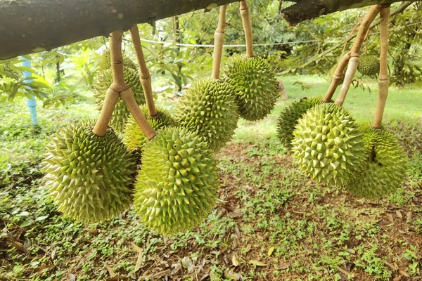 Close Durians Hanging Tree — Zdjęcie stockowe