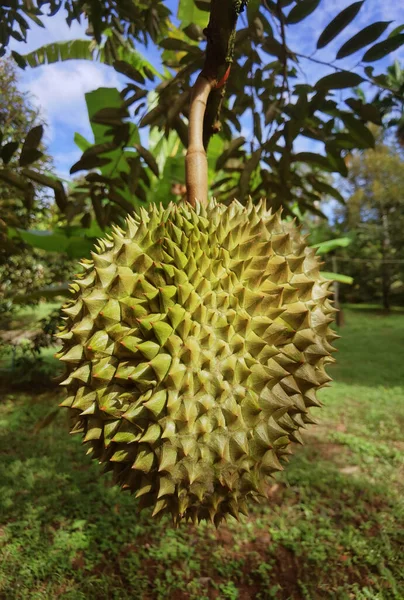 Zbliżenie Durianów Wiszących Drzewie — Zdjęcie stockowe