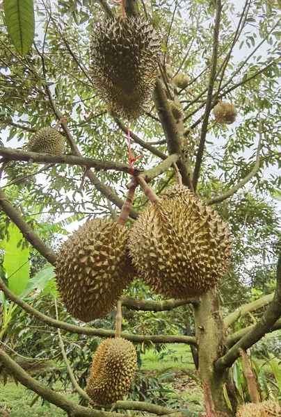 Ağaçta asılı duran duranların yakınına.