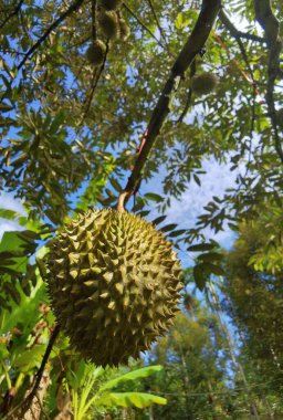 Ağaçta asılı duran duranların yakınına.