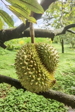 Ağaçta asılı duran duranların yakınına.