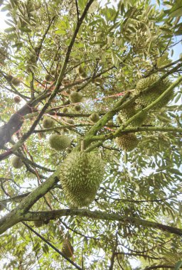 Ağaçta asılı duran duranların yakınına.