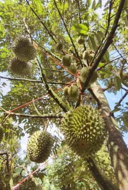 Ağaçta asılı duran duranların yakınına.