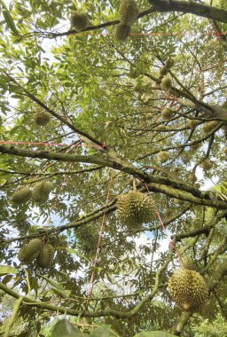 Ağaçta asılı duran duranların yakınına.