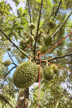 Ağaçta asılı duran duranların yakınına.