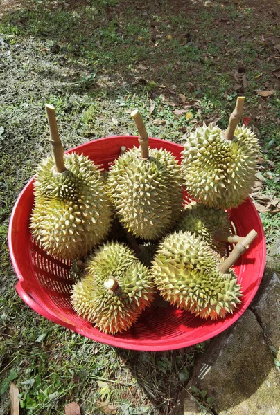 Zbliżenie Durianów Czerwonym Koszu — Zdjęcie stockowe