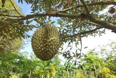 Ağaçta asılı duran duranların yakınına.
