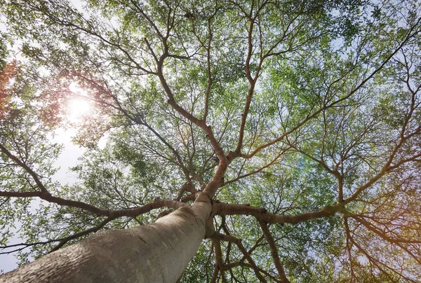 Landskap Det Stora Trädet Med Naturen Bakgrund — Stockfoto