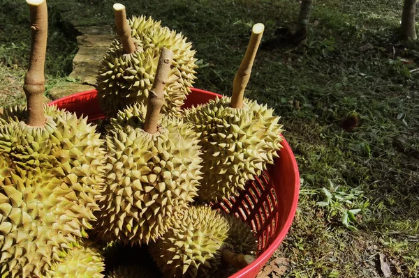 Zbliżenie Durianów Czerwonym Koszu — Zdjęcie stockowe