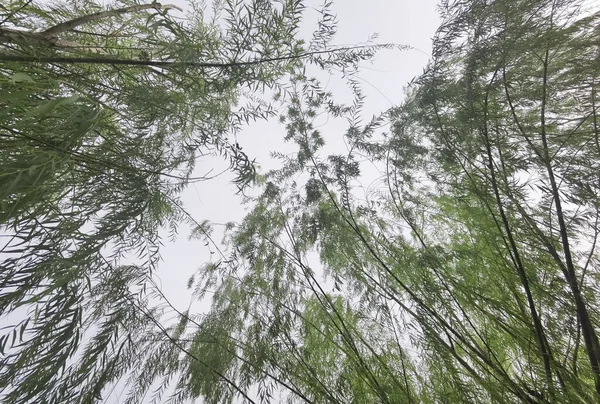 Landskap Det Stora Trädet Med Naturen Bakgrund — Stockfoto