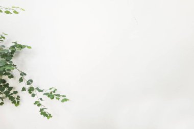 çimento duvar arka plan üzerinde yeşil yaprakların yakın