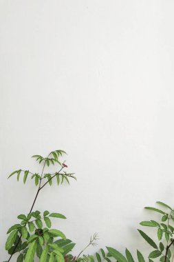 çimento duvar arka plan üzerinde yeşil yaprakların yakın