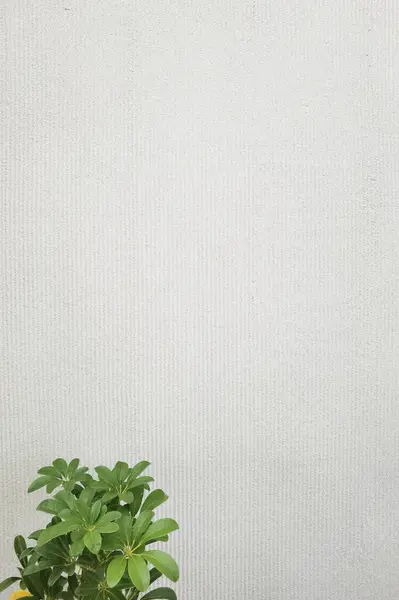 水泥墙背景绿叶的特写 — 图库照片