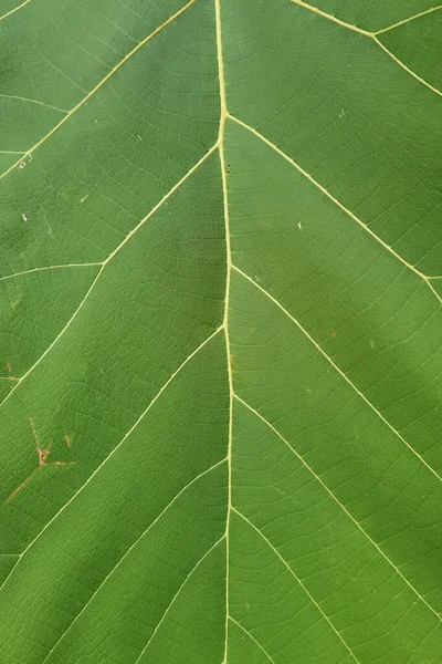 Detalles Naturaleza Los Antecedentes — Foto de Stock