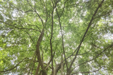 Doğanın arka planına sahip büyük ağacı düzenle