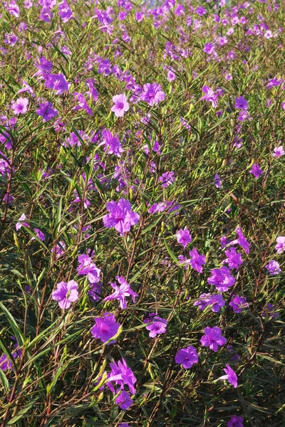 Close Beautiful Purple Flower Garden — 스톡 사진