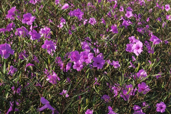 Gros Plan Belle Fleur Violette Dans Jardin — Photo