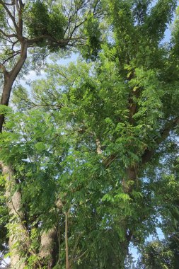 Doğanın arka planına sahip büyük ağacı düzenle