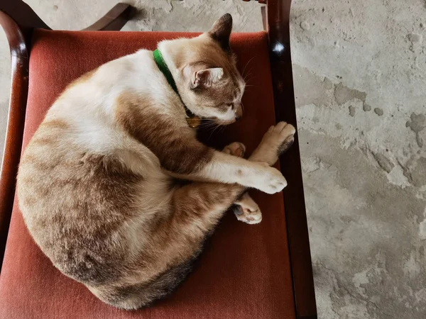 Close Cute Cat Lies Chair — Stok fotoğraf
